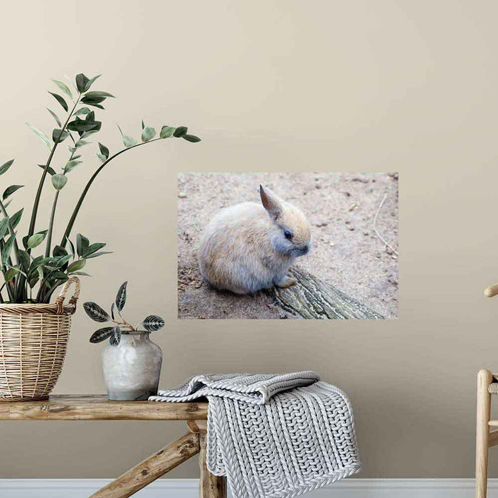 24 inch Baby Bunny Gloss Poster Installed on Wall