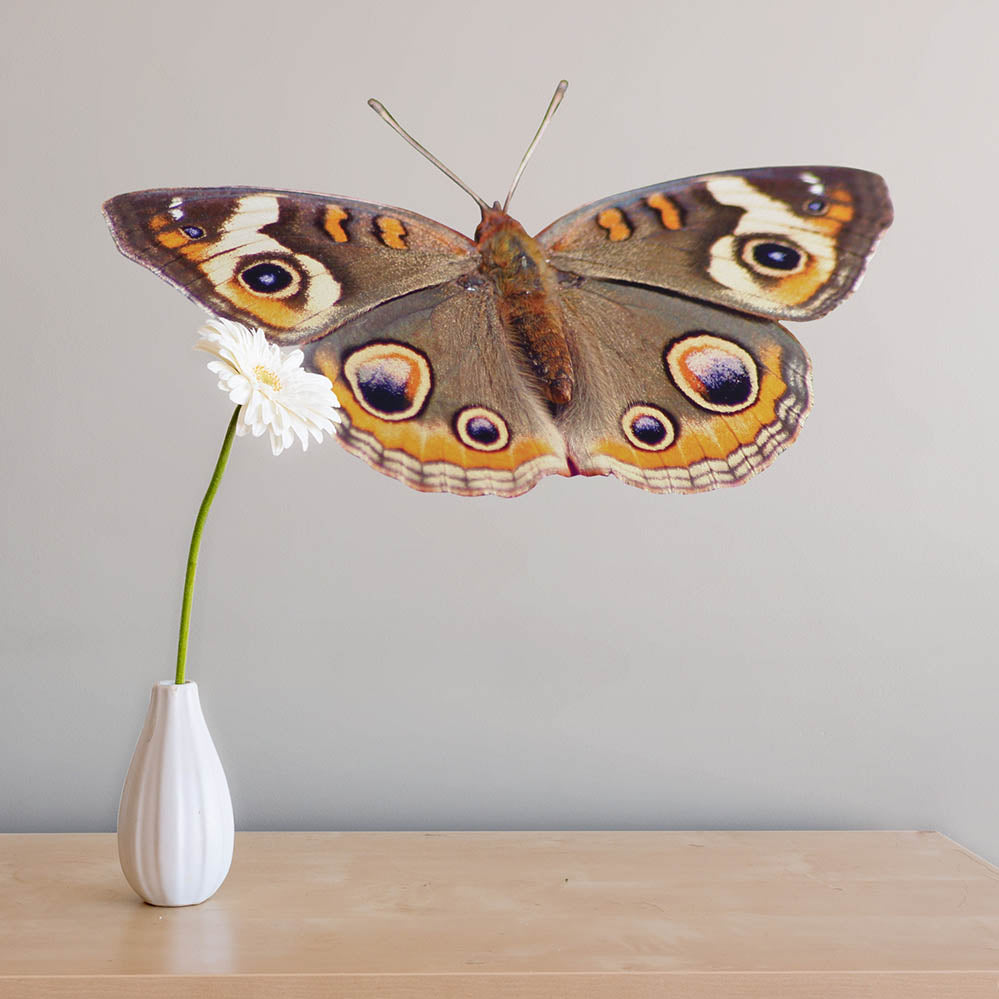 14x24 inch Spotted Butterfly Decal Installed Above Shelf