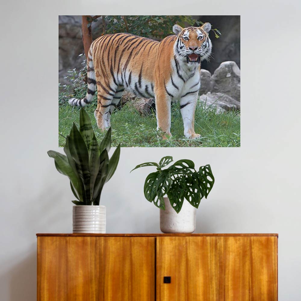 24 inch Tiger Portrait Poster Displayed Above Cabinet