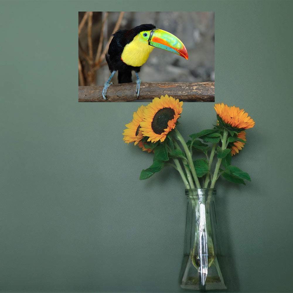 24 inch Toucan on Branch Poster Displayed Above Flowers
