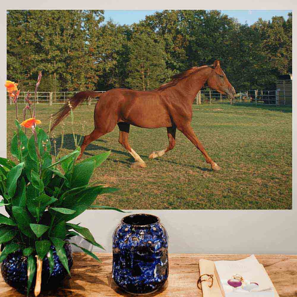 24 inch Trotting Horse in Field Gloss Poster Displayed on Wall