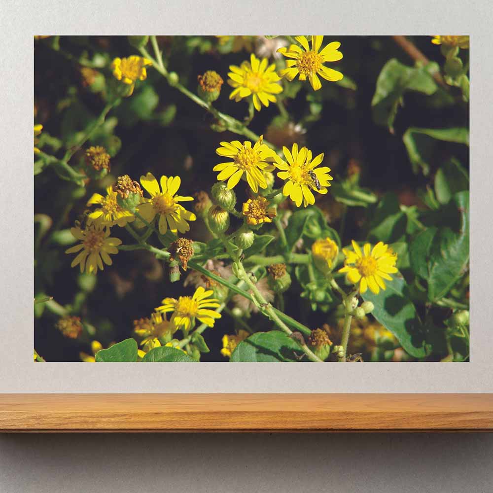 24 inch Daisies Gloss Poster Displayed Above Shelf