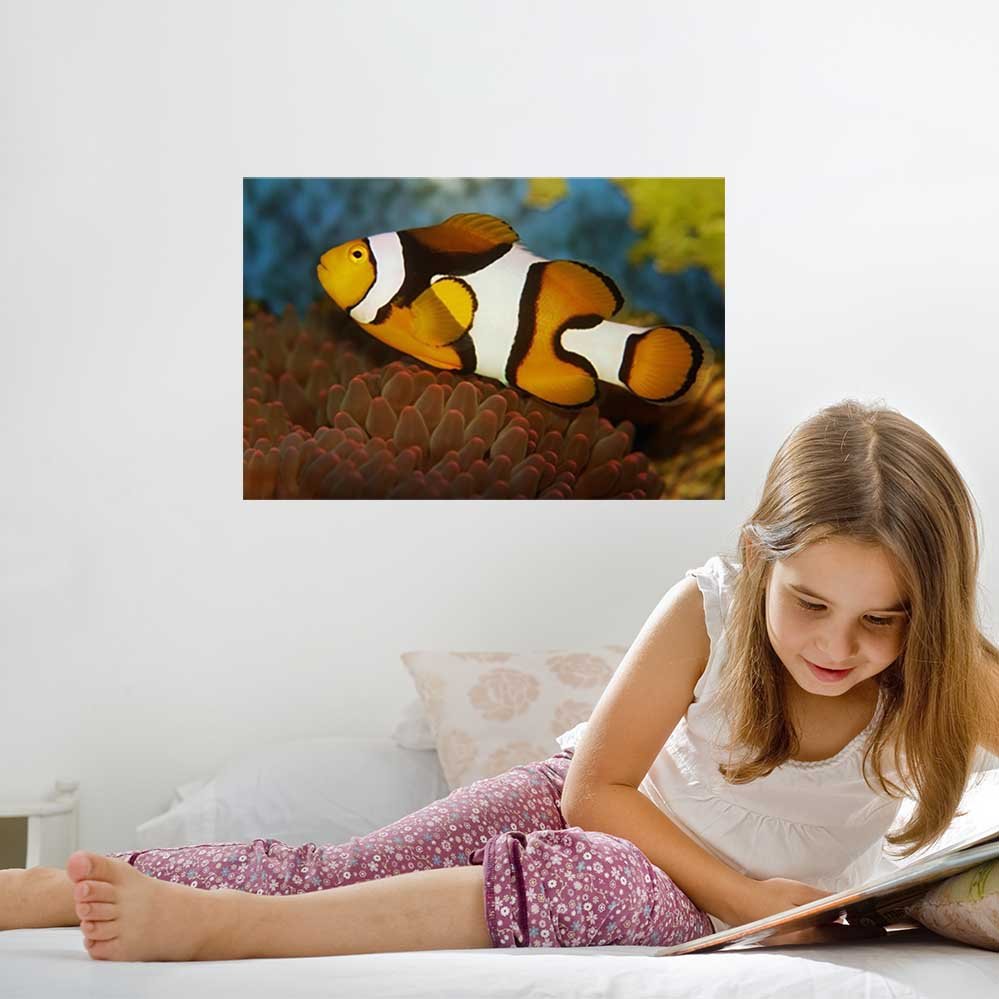 16x24 inch Clownfish Deal Installed in Girls Room