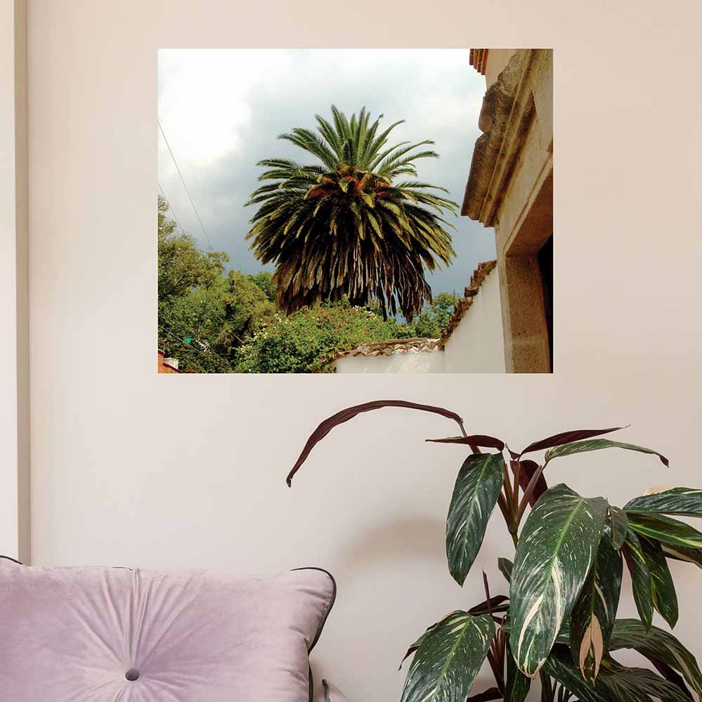 19.5x24 inch Mexico Palm Tree Poster Displayed Above Plant