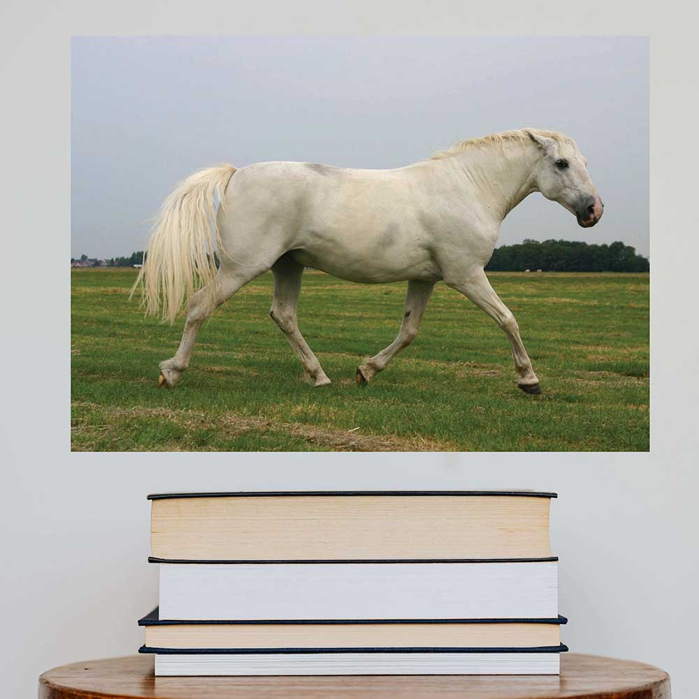 24 inch White Mustang Poster Displayed on Wall