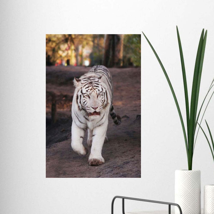 24 inch White Tiger Decal Installed on Wall