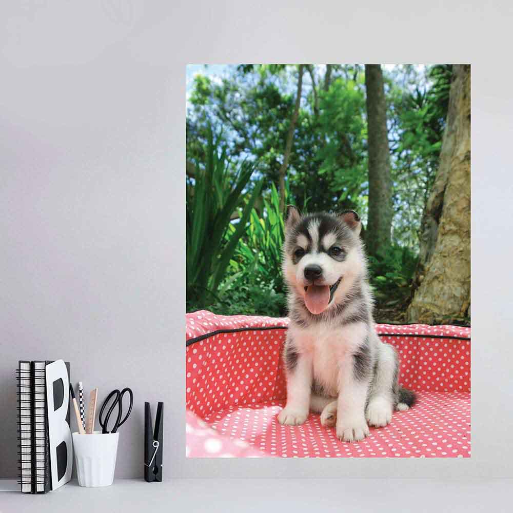 24 inch Husky Puppy Poster Installed Near Desk