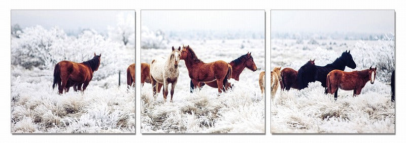 Three Panel Wild Horses Color Canvas Photo | 24