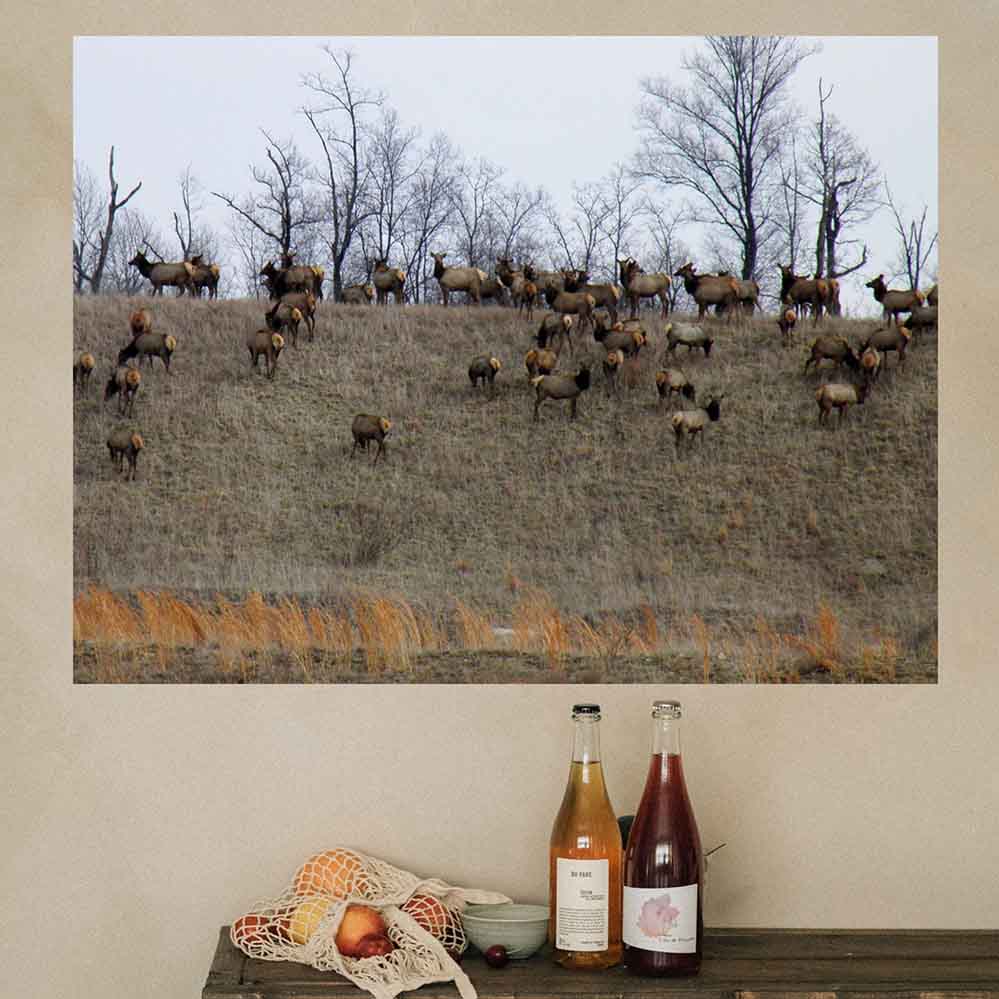 36 inch Elk Herd Poster Installed Above Table
