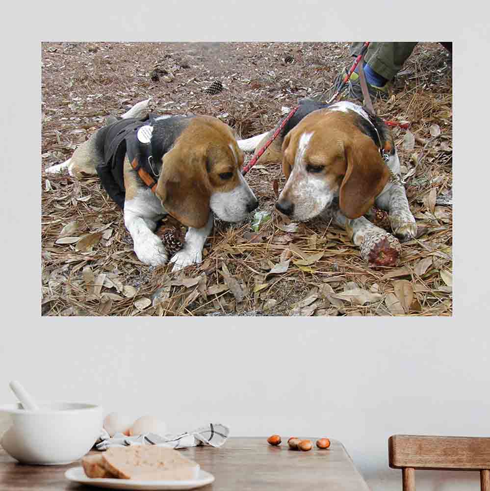 36 inch Twins Wall Decal Installed in Kitchen