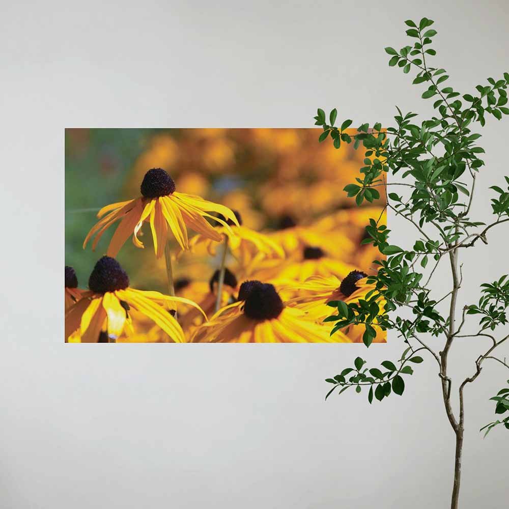 36 inch Big Brother Floral Decal Installed Next to Tree