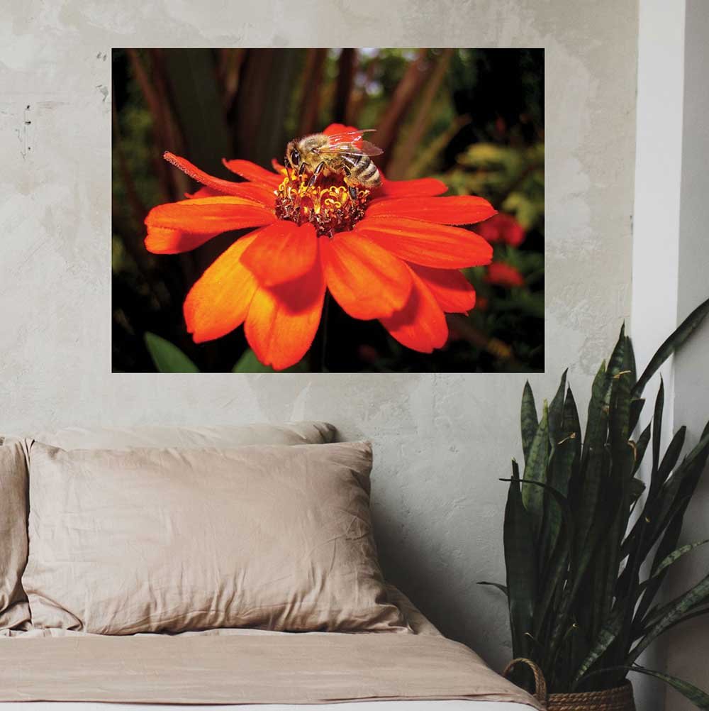 36 inch Pollen Nation Poster Displayed Above Bed