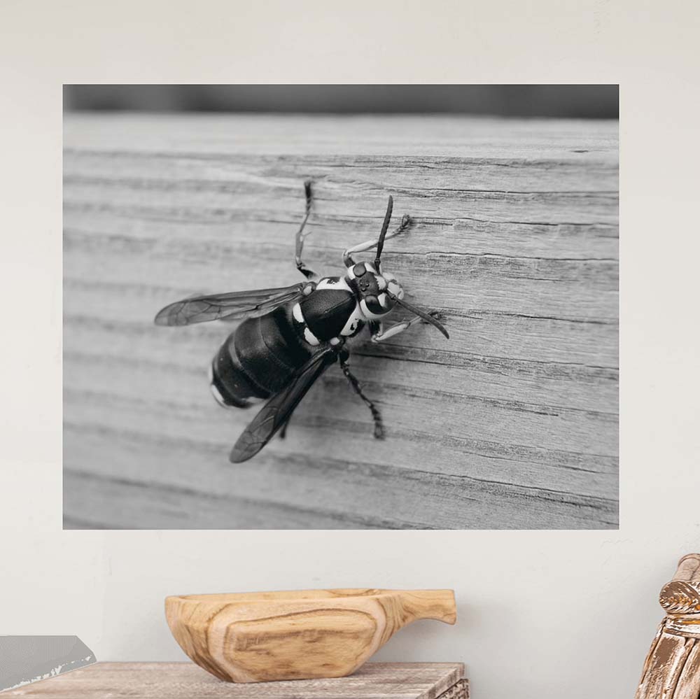 29x36 Bee Poster Displayed on Wall