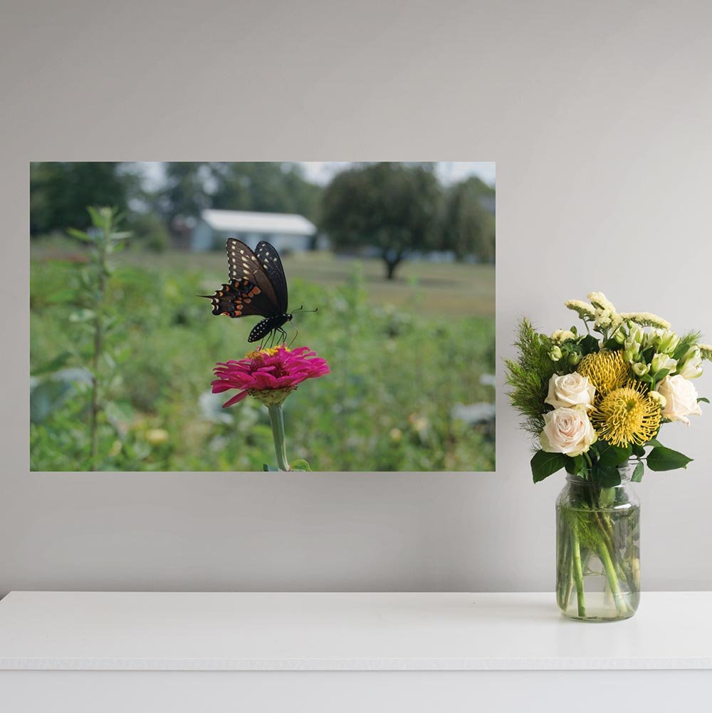 36 inch Butterfly Wall Decal Installed Above Shelf