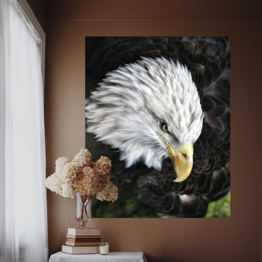 29x36 Bald Eagle Poster Displayed Near Window