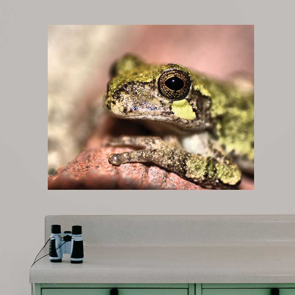 29x36 inch Frog Portrait Poster Displayed Above Counter