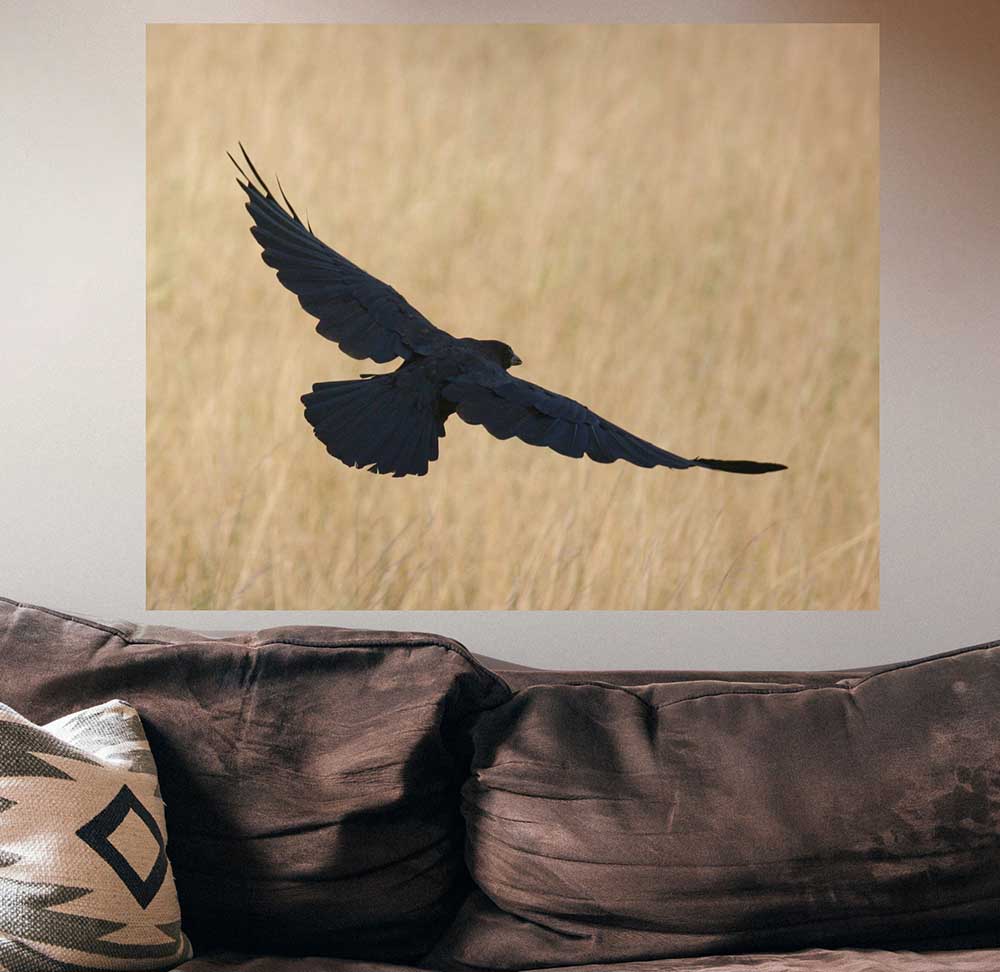 28.5x36 inch Crow Poster Displayed Above Sofa
