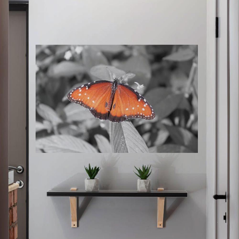 24x36 inch Butterfly Decal Installed Above Shelf