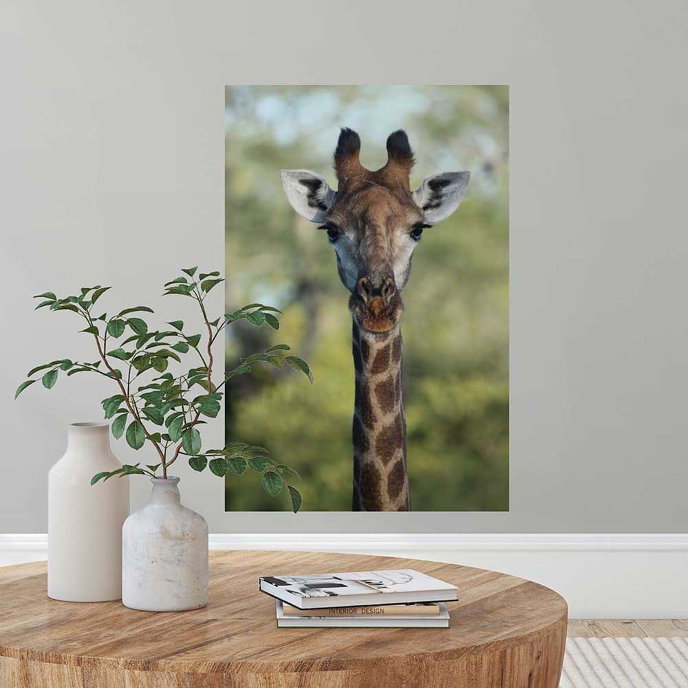 24x36 inch Giraffe Decal Installed by Coffee Table