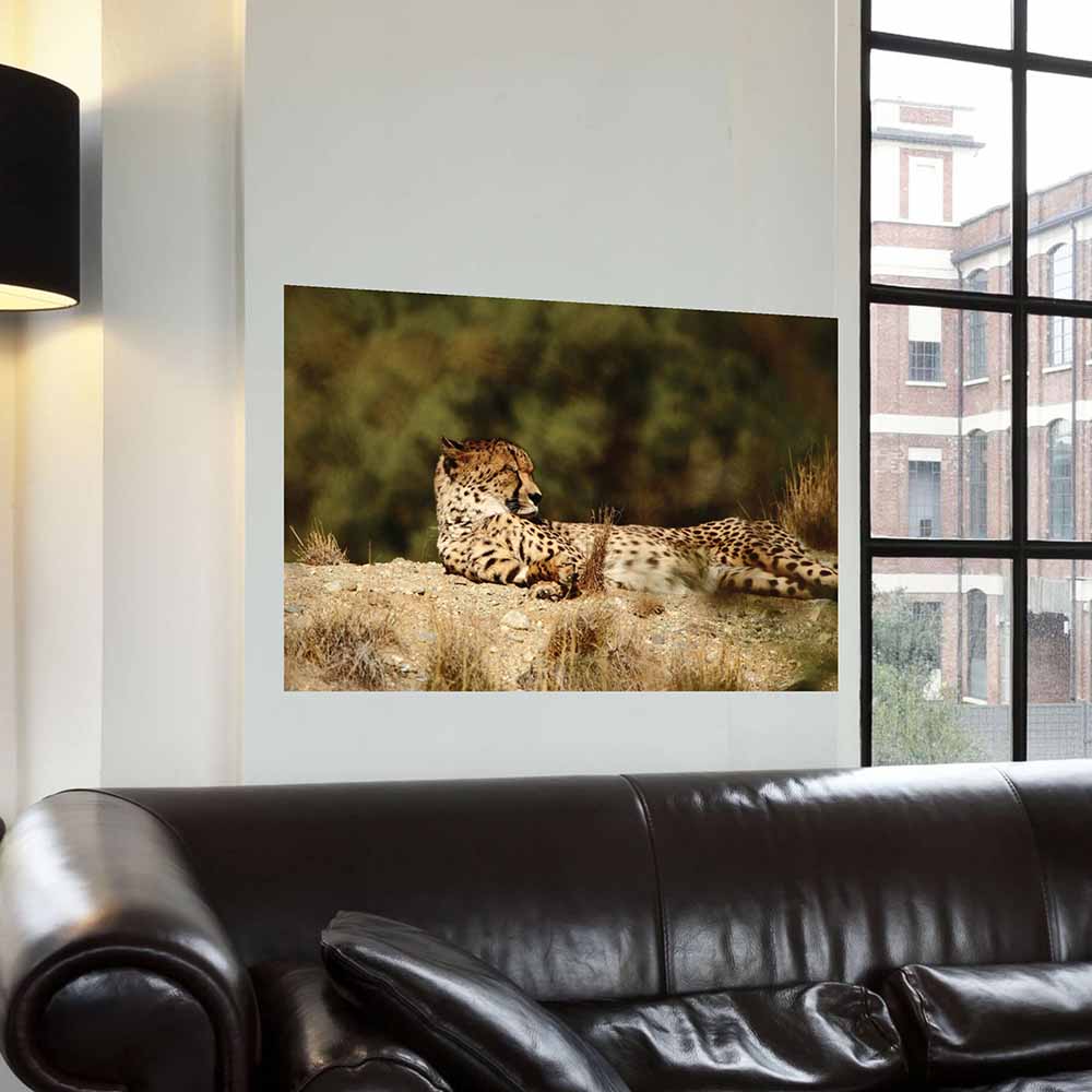 24x36 inch Relaxed Cheetah Poster Displayed by Window