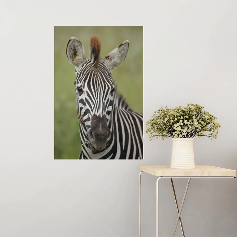 24x36 inch Zebra Portrait Decal Installed on Wall