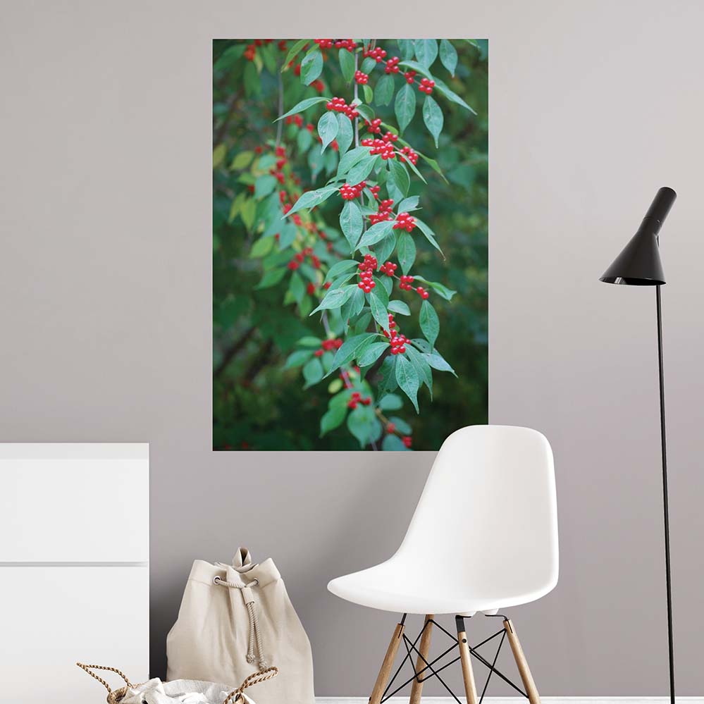 24x36 inch Berries Poster Displayed Above Chair