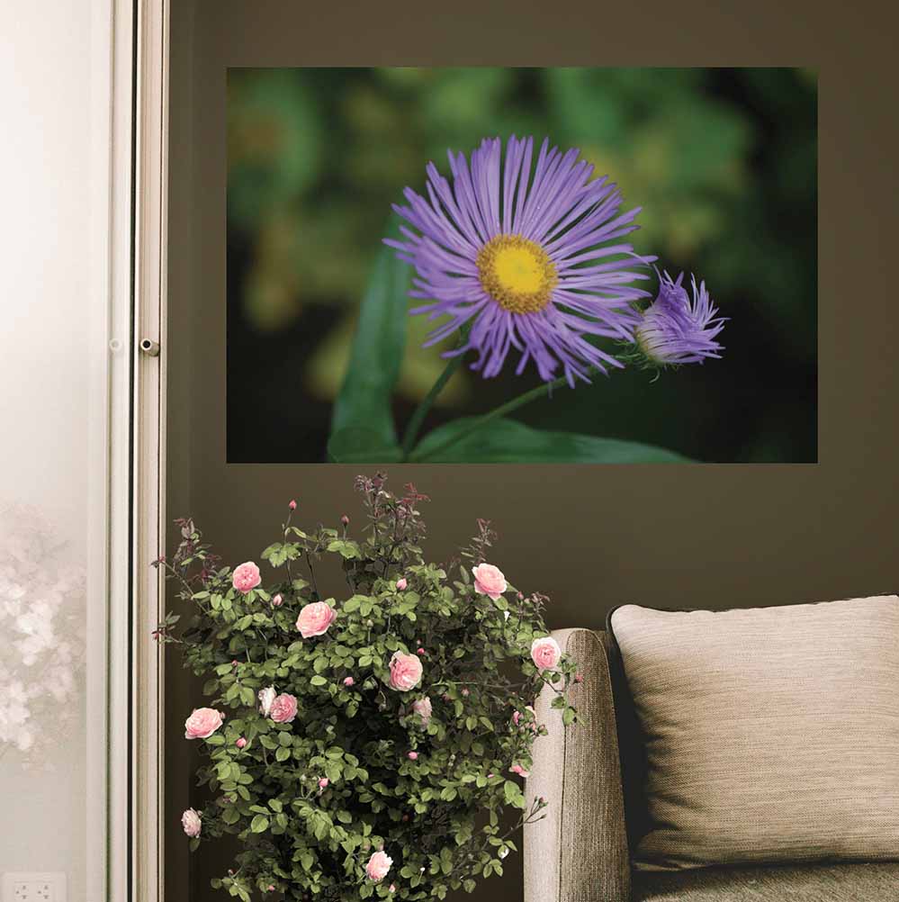 24x36 inch Purple Daisey Poster Displayed Near Window