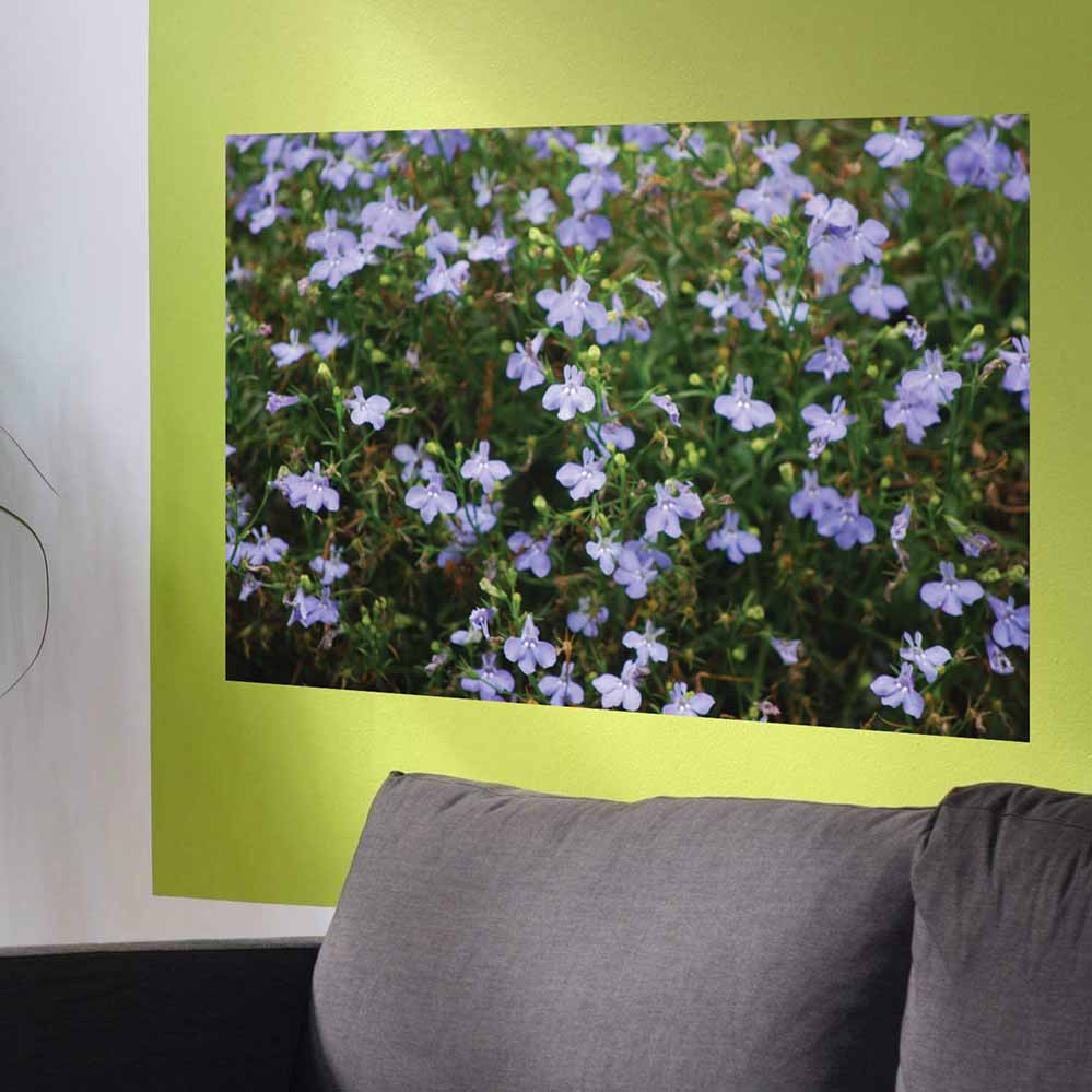 24x36 inch Purple Flowers Poster Displayed on Wall