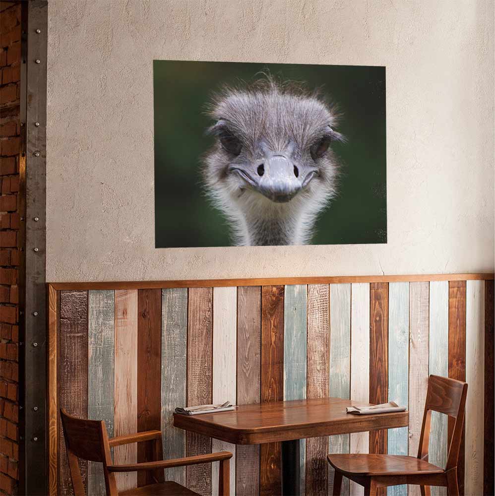 36 inch Ostrich Portrait Poster Displayed in Cafe