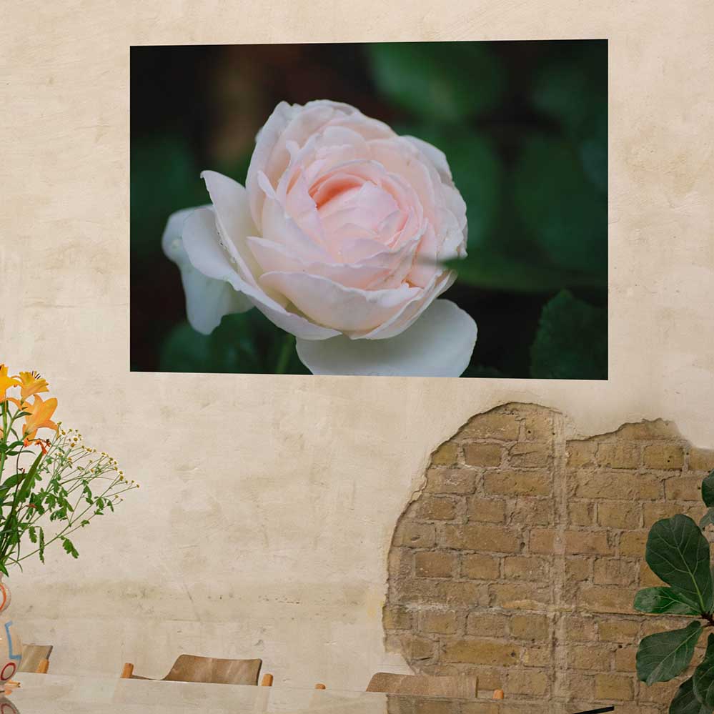 24x36 inch Pink Rose Poster Displayed on Wall