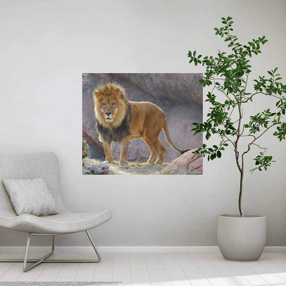 36 inch King of Jungle Gloss Poster Installed in Sitting Area