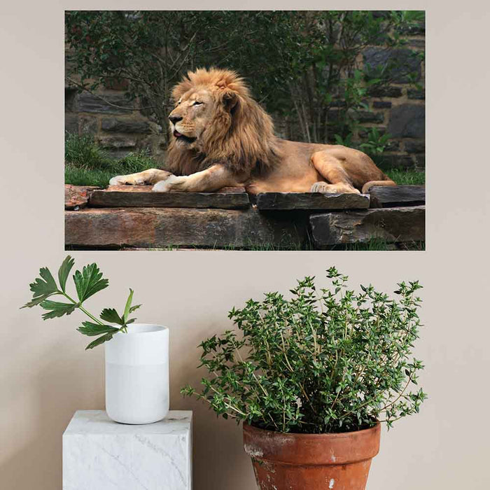 36 inch Lion Resting Gloss Poster Installed Above Plants