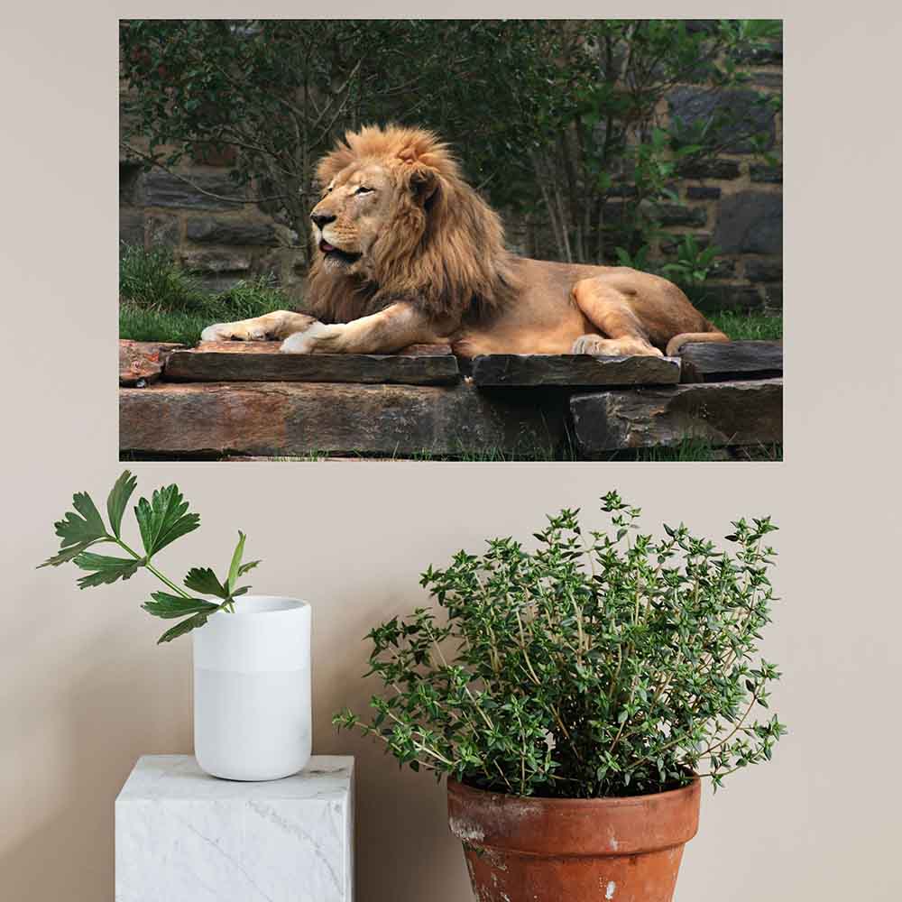 36 inch Lion Resting Wall Decal Installed in Plant Area