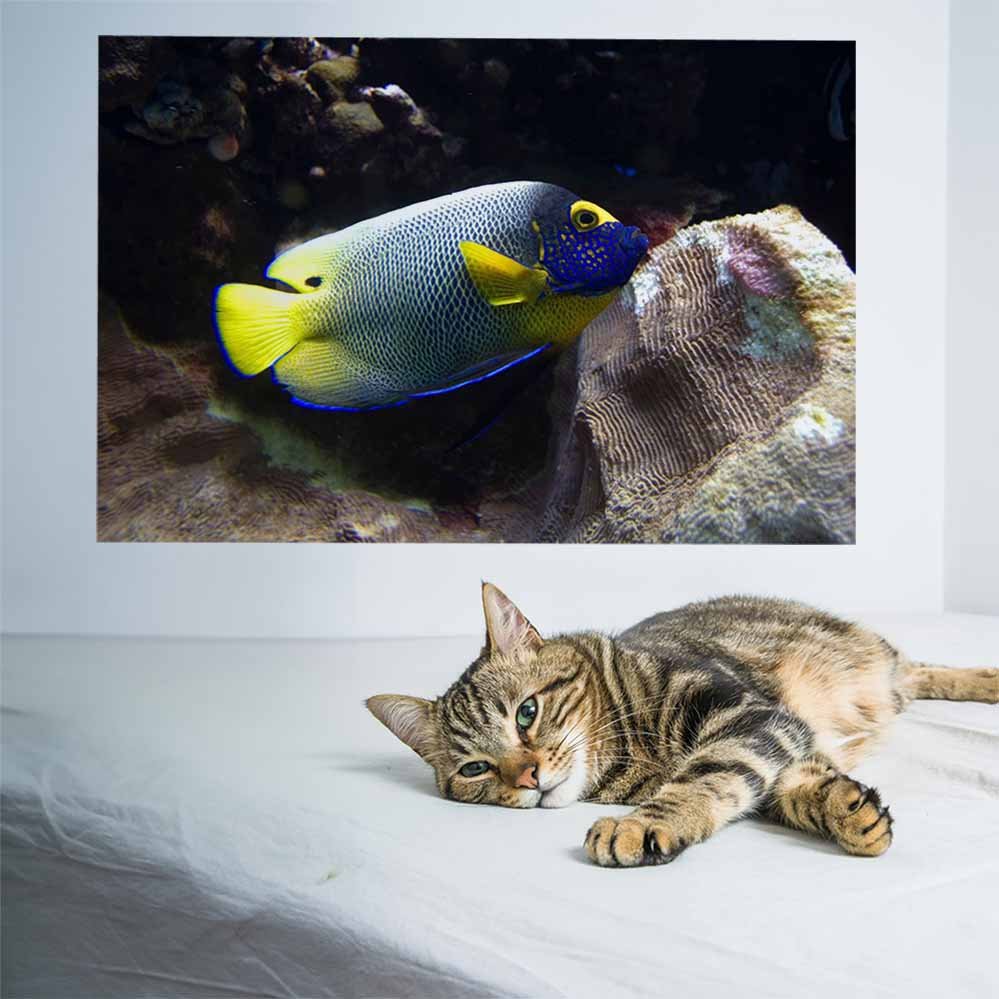 24x36 inch Reef Angel Fish Poster Installed on Wall