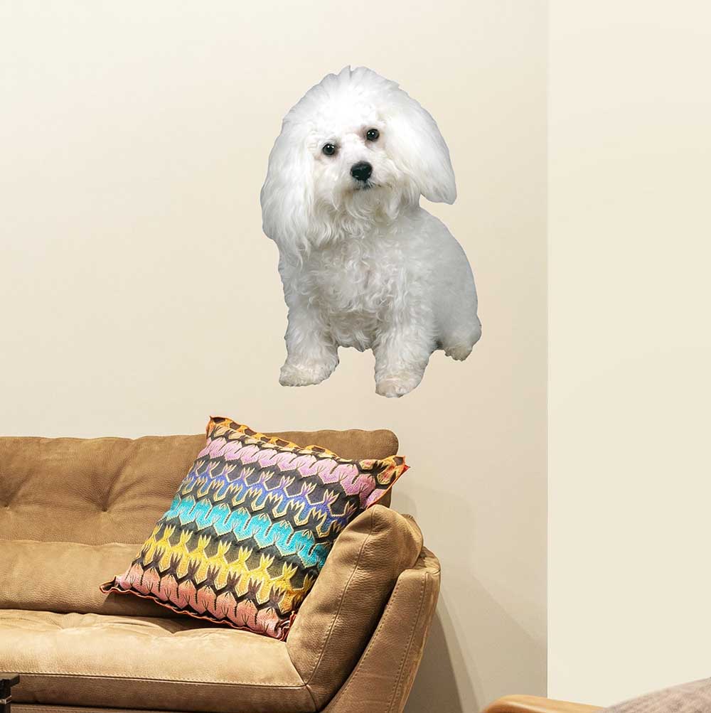 36 inch Sitting Poodle Portrait Wall Decal Installed Near Sofa
