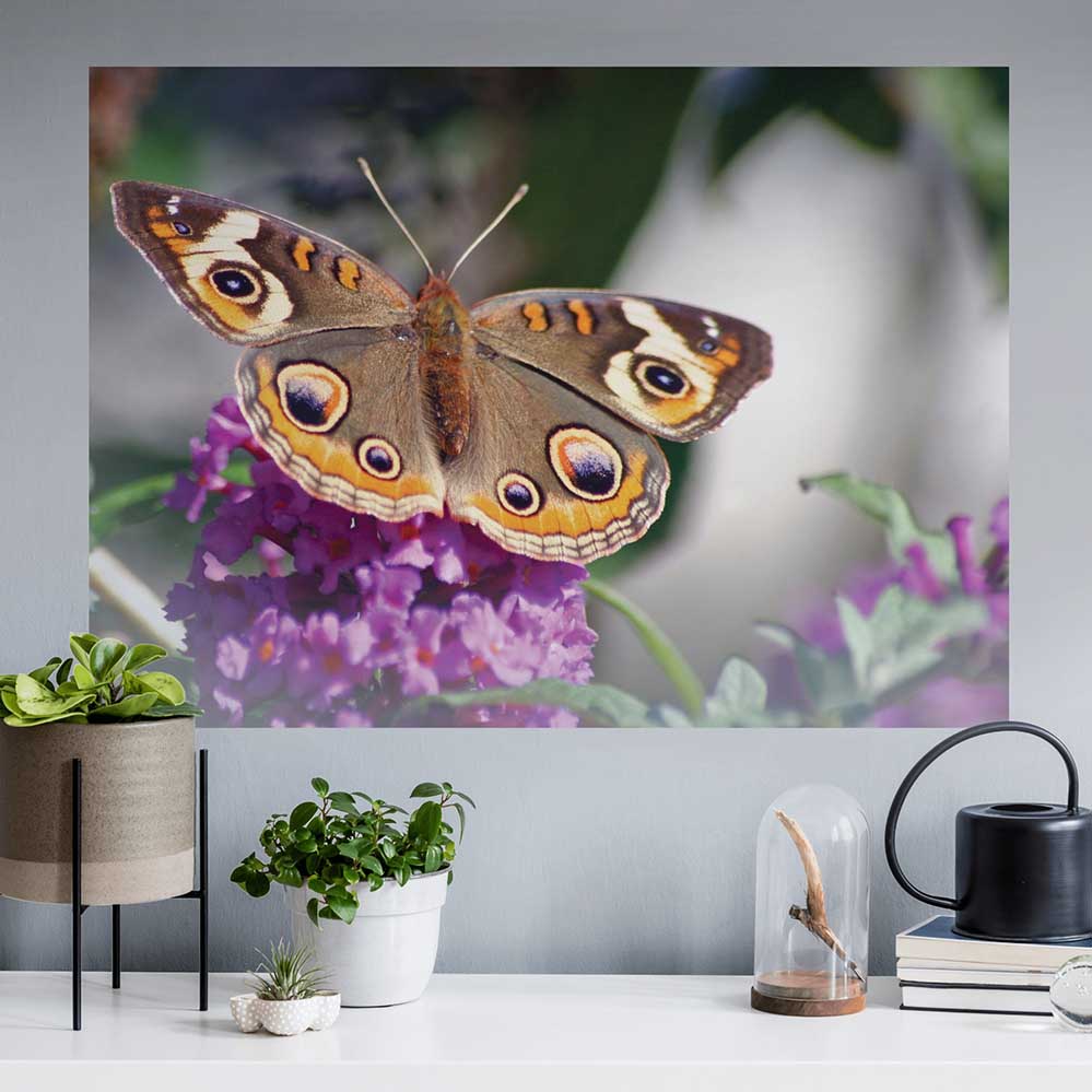 26x36 inch Butterfly on Purple Flower Poster Installed Above Desk