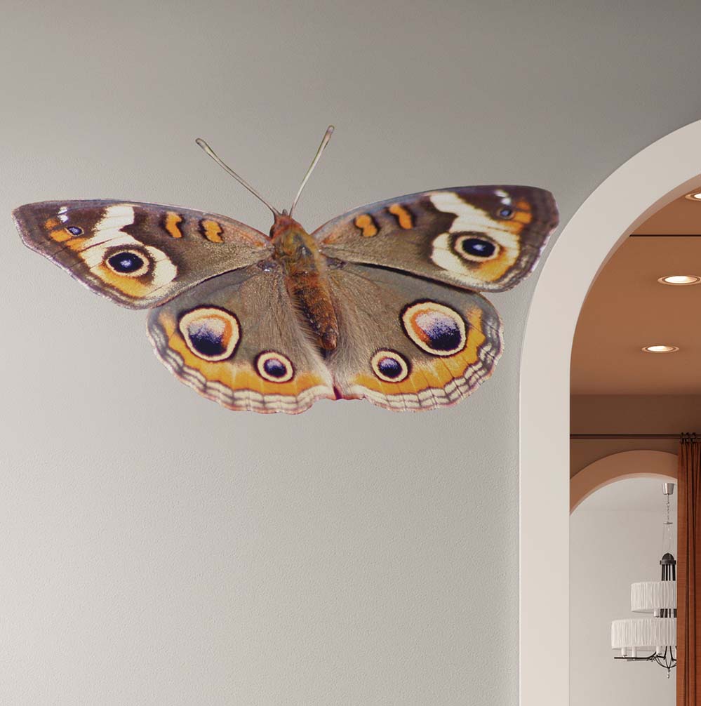 21x36 inch Spotted Butterfly Decal Installed on Wall