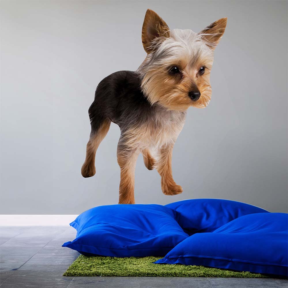 36 inch Terrier Puppy Decal Installed on Wall