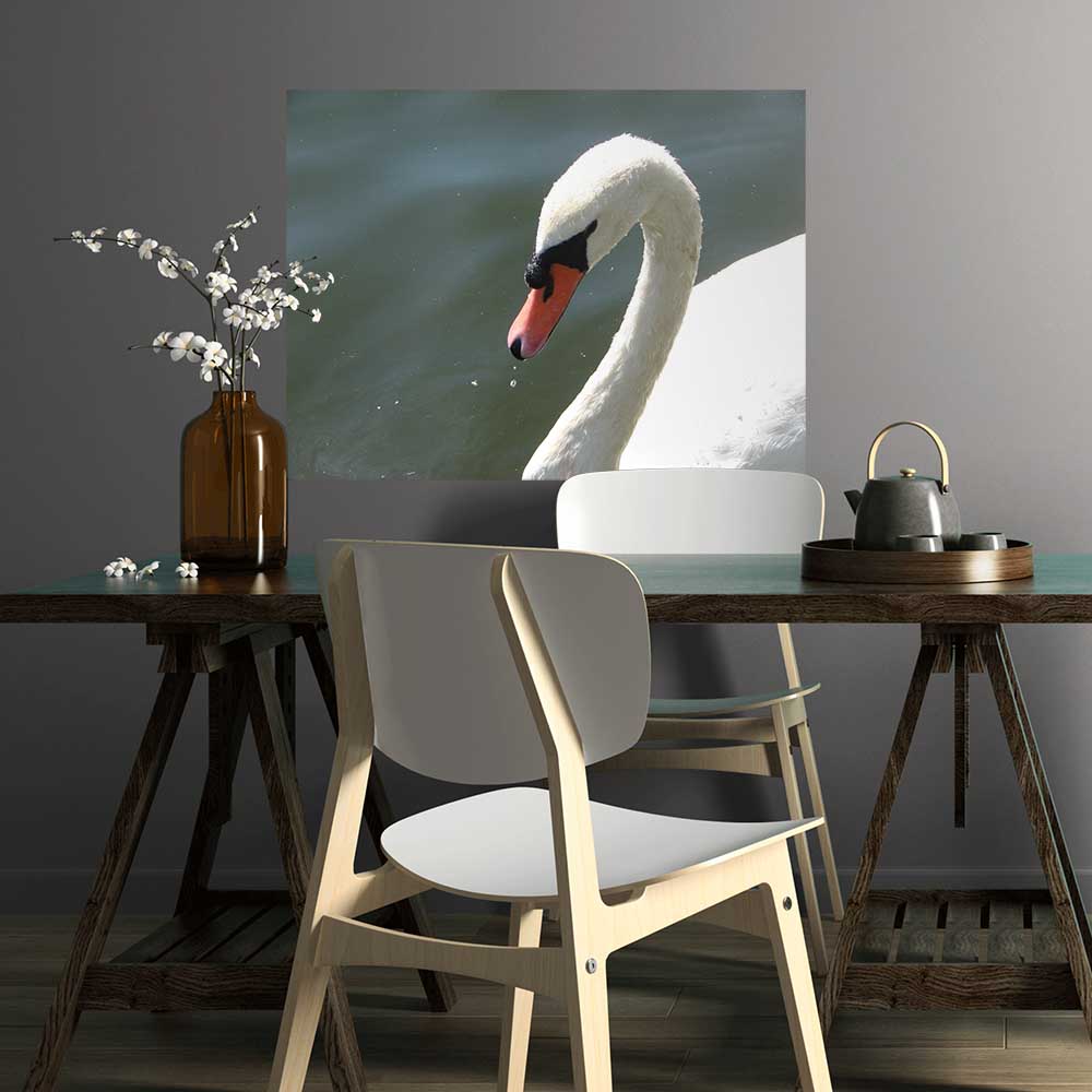 36 inch Majestic Swan Poster Displayed in Dining Area