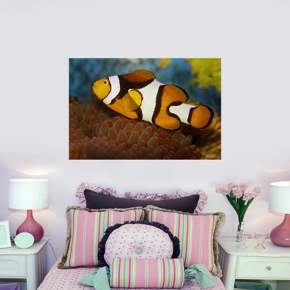 24x36 inch Clownfish Deal Installed Above Bed