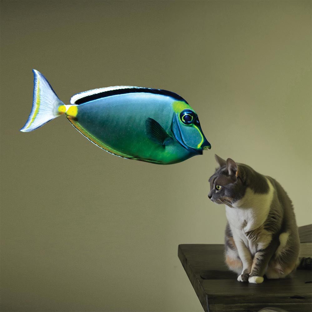 12x36 inch Naso Tang Decal Installed on Wall