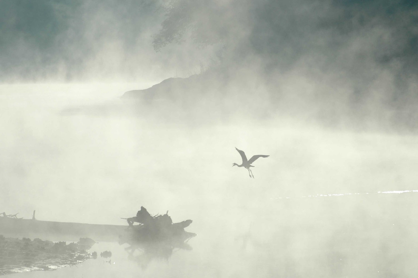 Guernsey Soaring Crane in Mist Wall Decal (5 Sizes Available)