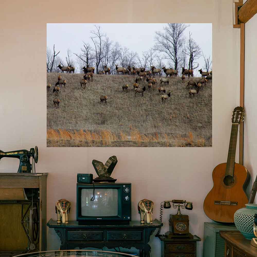 48 inch Elk Herd Decal Installed Above Antiques
