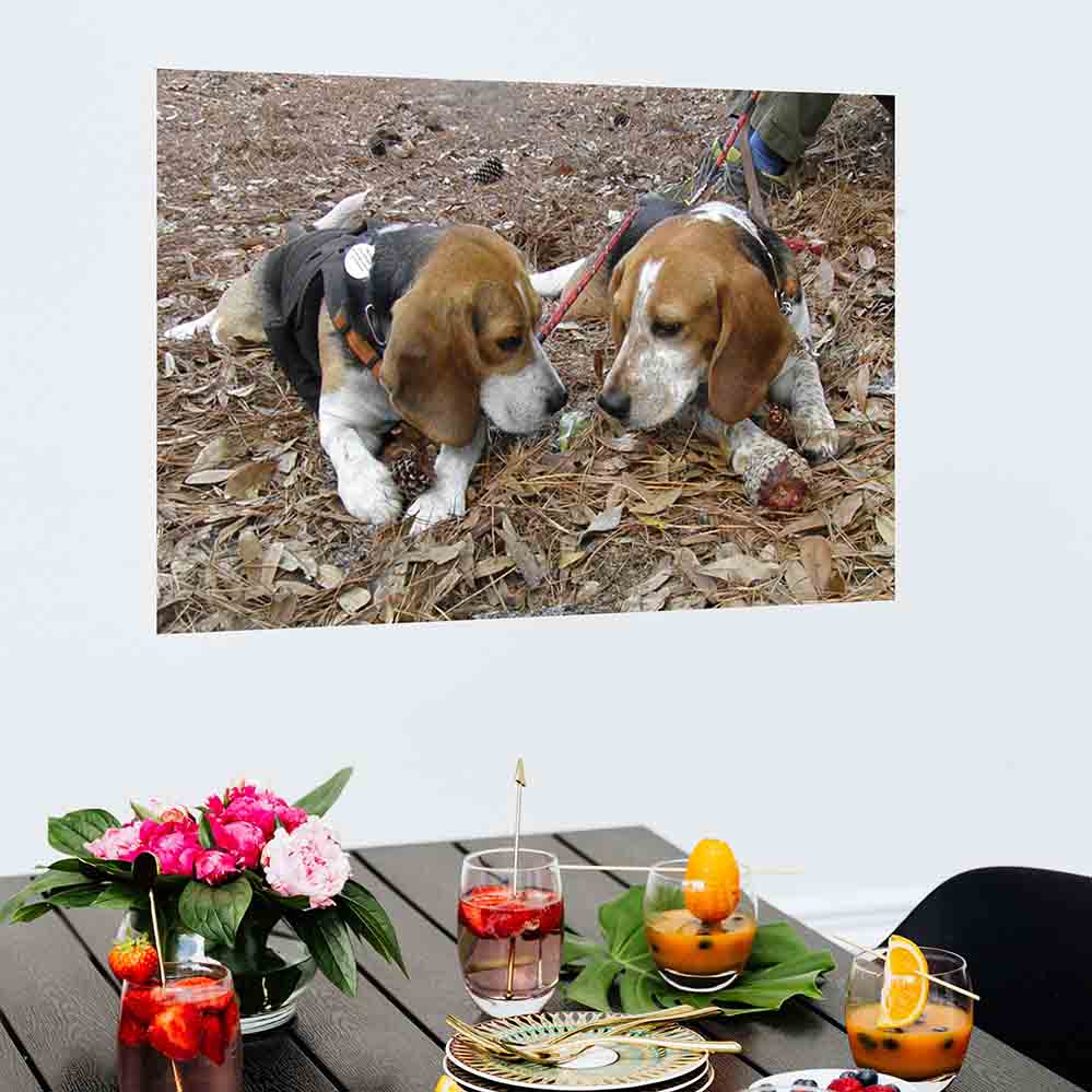 48 inch Twins Wall Decal Installed in Dining Area