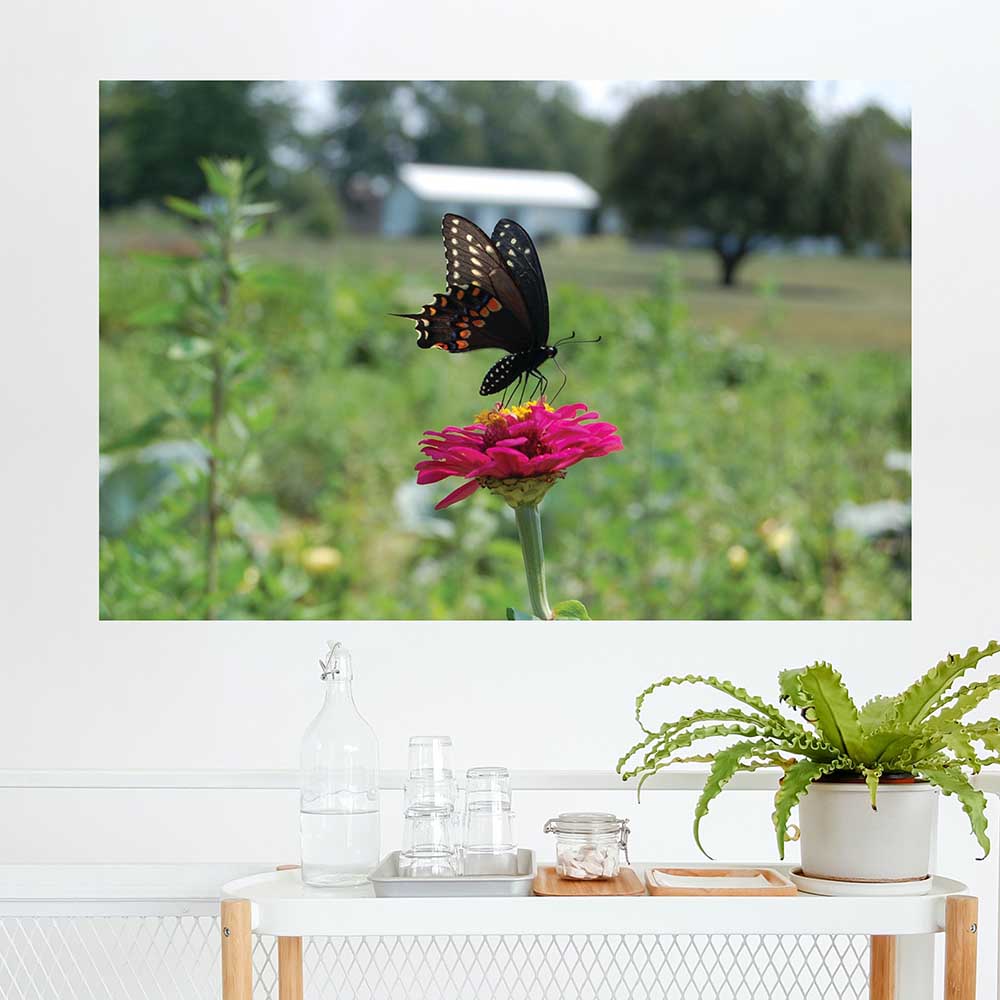 32x48 inch Butterfly Poster Displayed on Wall
