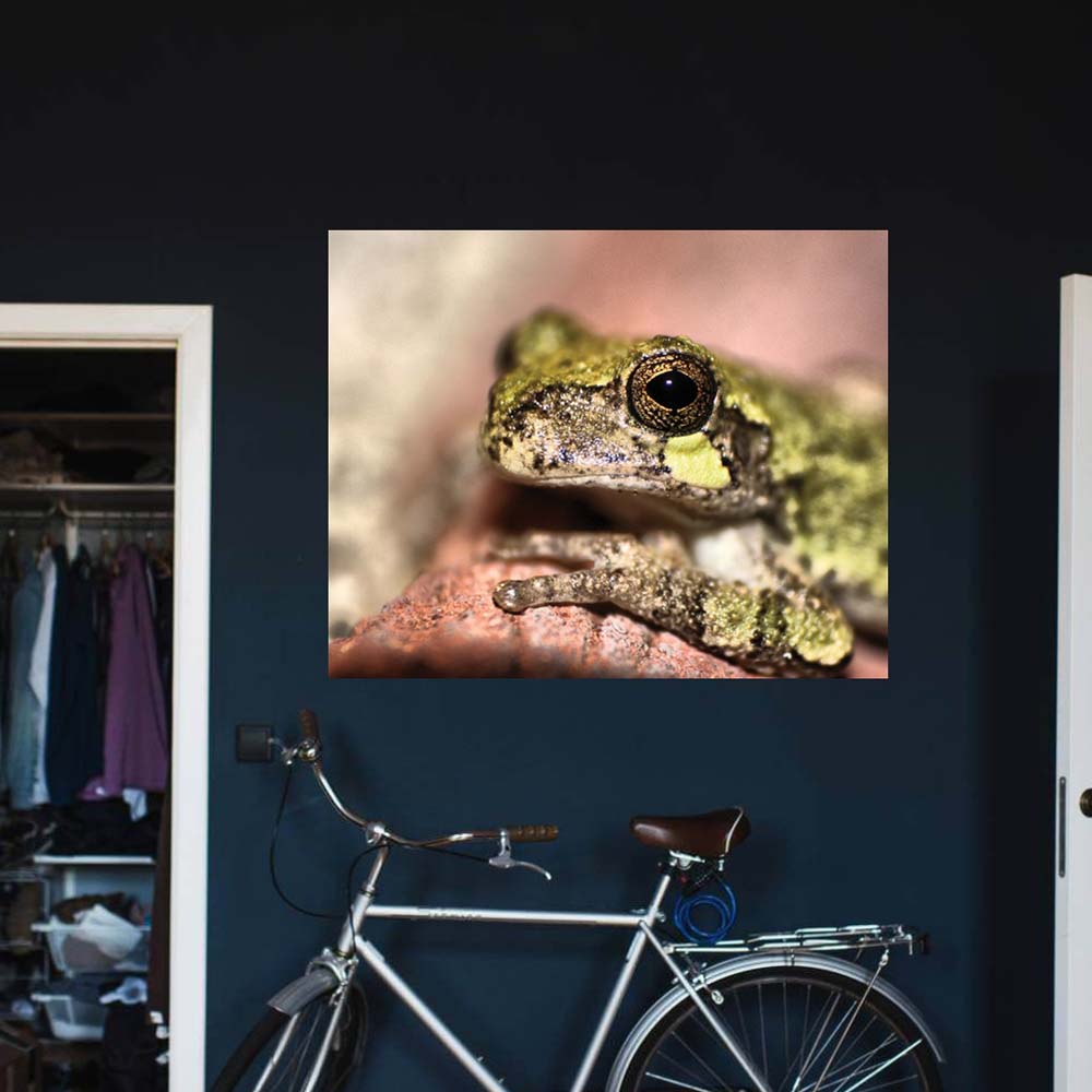 38.5x48 inch Frog Portrait Poster Displayed on Wall