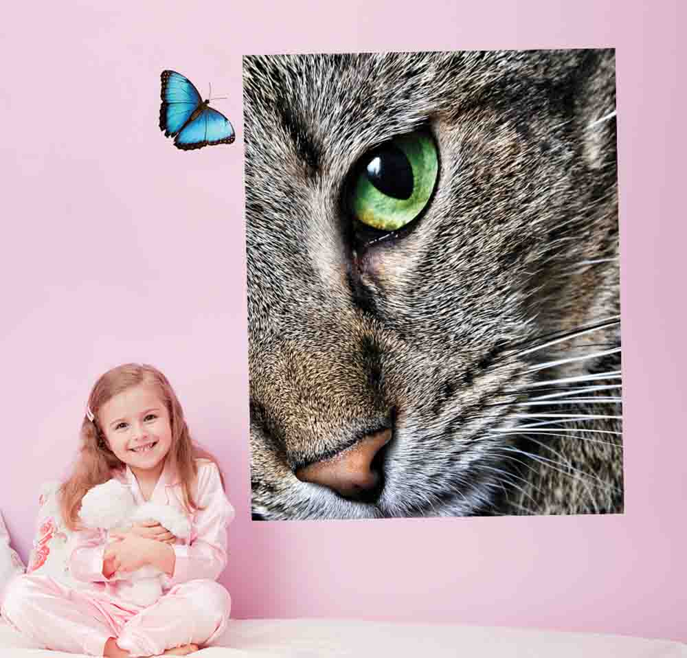 38.5x48 inch Max Close Up Cat Decal Installed in Girls Room