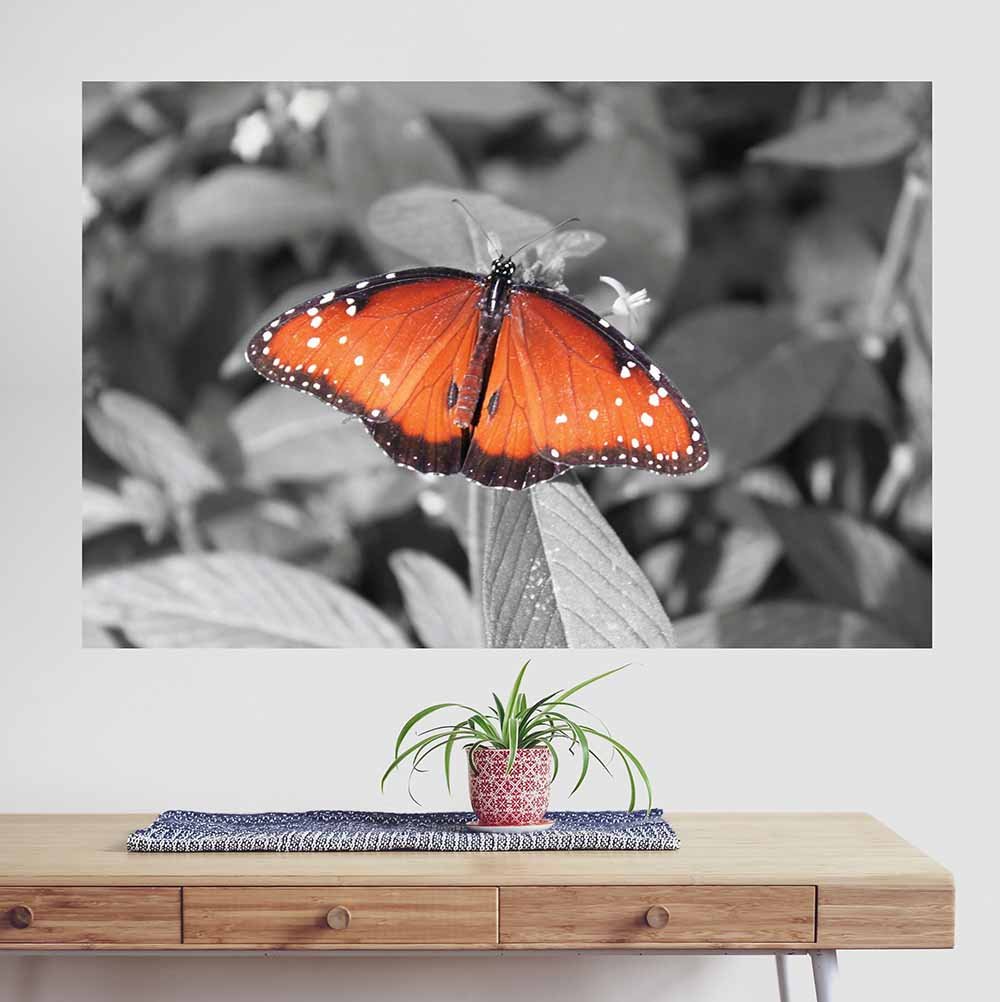 32x48 inch Butterfly Poster Displayed Above Table