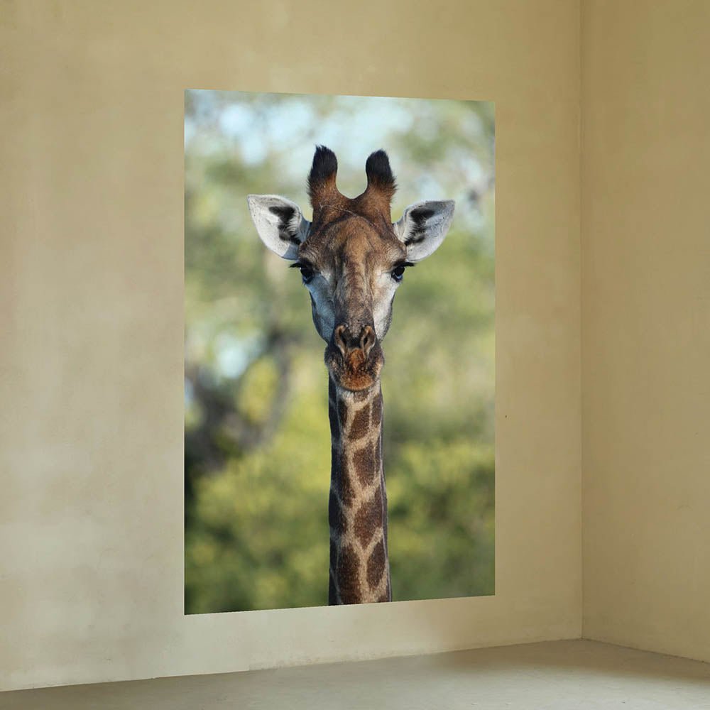 32x48 inch Giraffe Poster Displayed on Wall