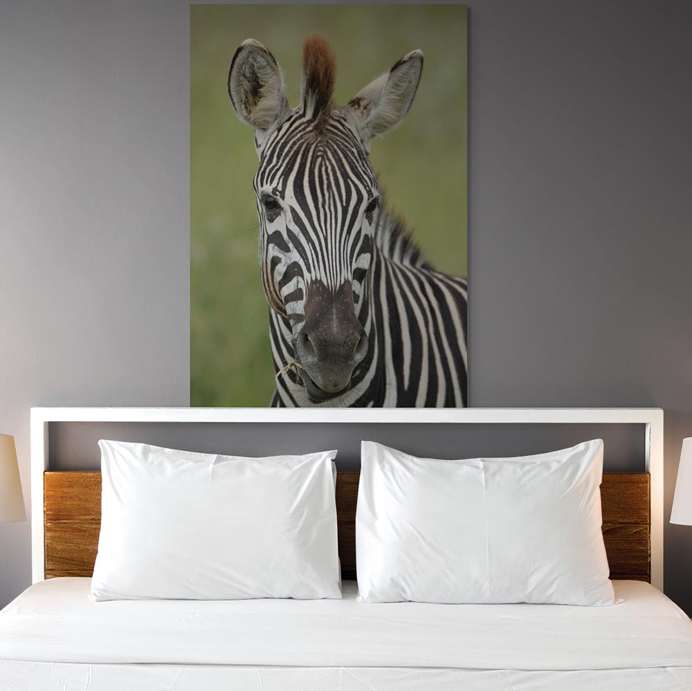 32x48 inch Zebra Portrait Poster Displayed Above Bed